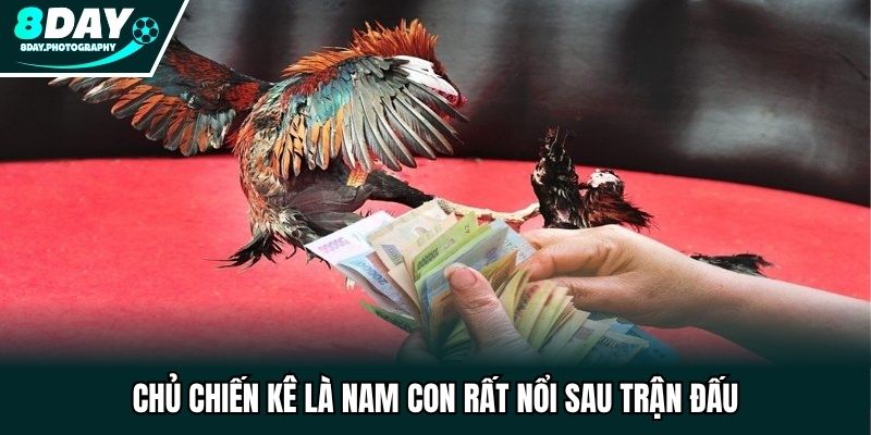 Chủ chiến kê là Nam Con rất nổi sau trận đấu