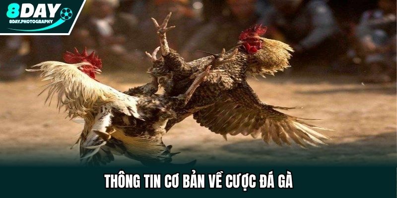 Thông tin cơ bản về cược đá gà